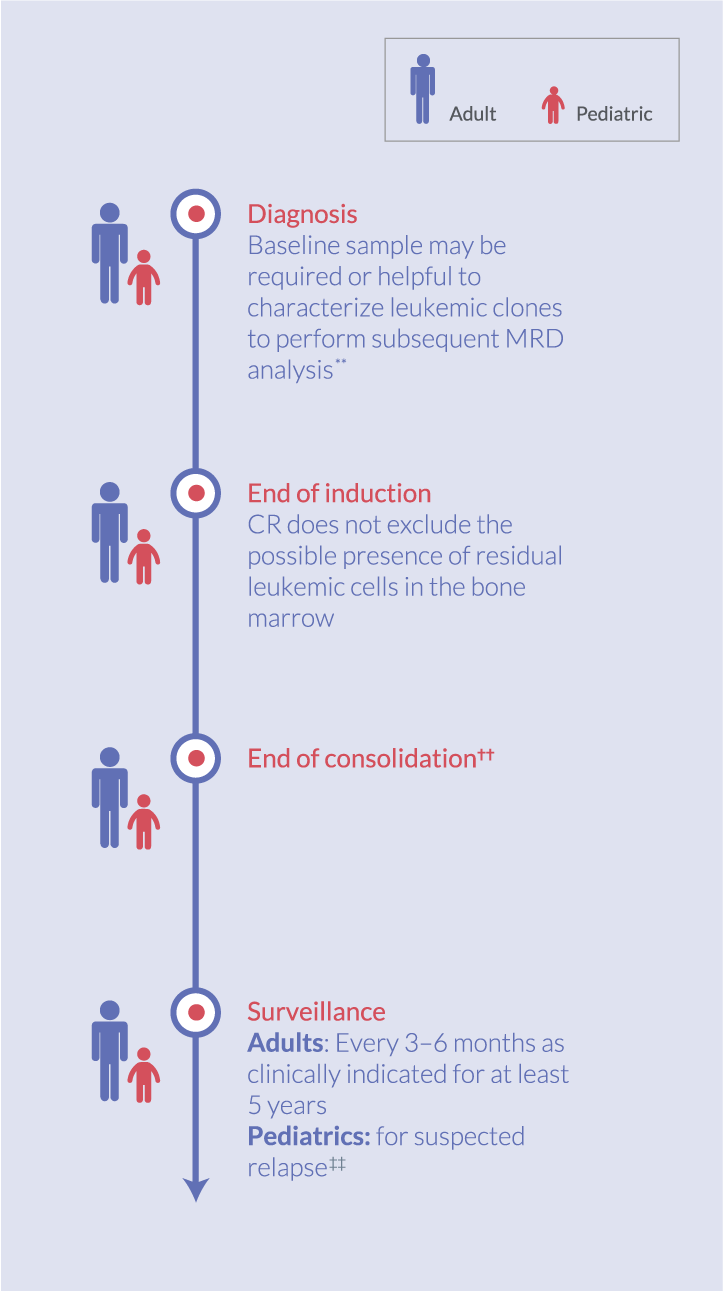 Image of MRD Testing Timeline for both Adult and Pediatric ALL